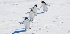 探秘南极动物世界